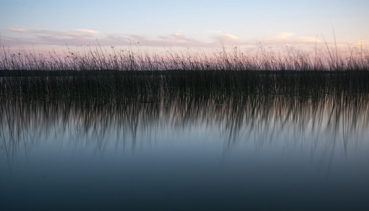 wildRice